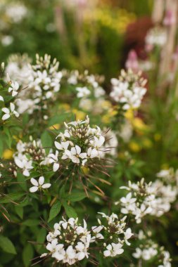 Close-up of white spider flowers with green leaves in a lush garden clipart