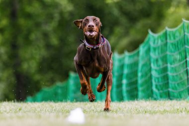 Karaciğer Kahverengi Doberman Koşu Pisti Köpek Sporu