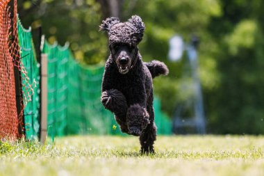 Siyah Standart Kaniş Koşan Kaniş Rota Köpek Sporu