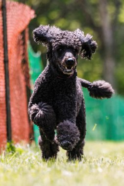 Siyah Standart Kaniş Koşan Kaniş Rota Köpek Sporu