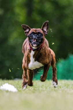 Brindle Boksör Yedek Rota Köpek Sporu