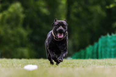 Cane Corso Italiano Koşu Pisti Köpek Sporu