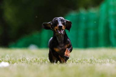 Siyah ve Tan Dachshund Koşan Yem Alanı Köpek Sporu