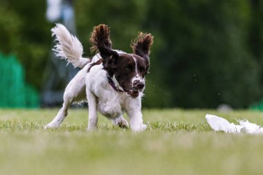 İngiliz Springer Spaniel Koşu Pisti Köpek Sporu