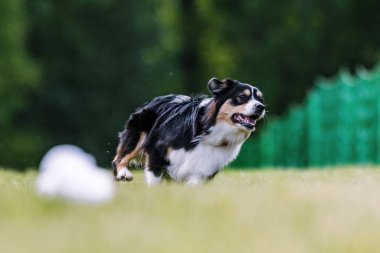 Minyatür Amerikan Çoban Köpeği Mini Avustralyalı Koşu Kursu Köpek Sporu