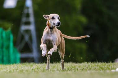 Bronz Kırbaç Görme Köpeği Koşan Av Köpeği