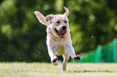 Sarı Labrador Retriever Laboratuvarı Lure Course Dog Sport 'u çalıştırıyor