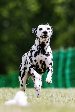 Siyah ve Beyaz Dalmaçyalı Koşu Pisti Köpek Sporu