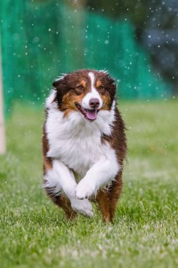 Avustralyalı Çoban Köpeği Koşan Kanat Köpek Sporu