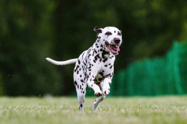 Kahverengi ve Beyaz Benekli Dalmaçyalı Koşu Pisti Köpek Sporu