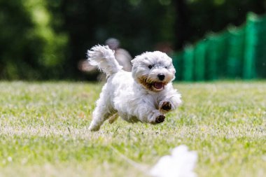 Batı Highland Beyaz Teriyer Batılı Koşan Yem Alanı Köpek Sporu