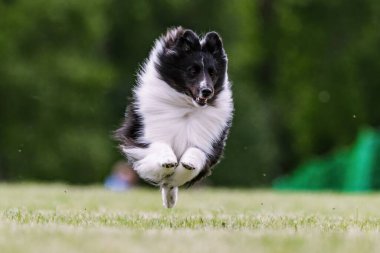 Shetland Çoban Köpeği Sheltie Yem Pisti Köpek Sporu