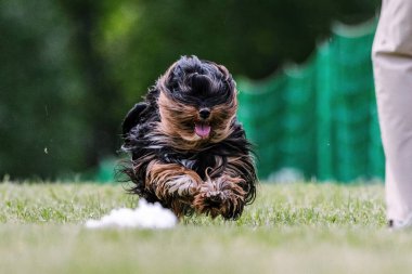 Havan Koşan Yem Kursu Köpek Sporu