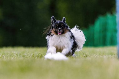 Üç Renkli Papillon Koşan Yem Kursu Köpek Sporu