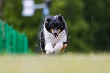 Üç Renkli Shetland Çoban Köpeği Sheltie Yem Pisti Köpek Sporu