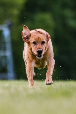 Labrador Retriever Laboratuvarı Lure Course Dog Sport 'u çalıştırıyor