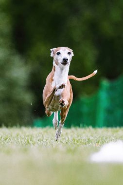 İtalyan Greyhound Iggy Koşu Alanı Köpek Sporu