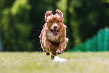 Nova Scotia Ördek Çalar Toller Yem Koşu Pisti Spor