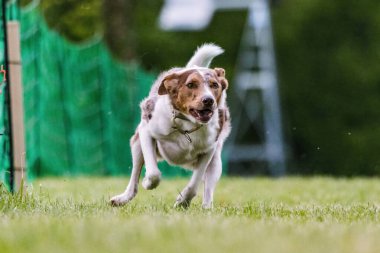 Collie Sınırı Karışık Melez Köpek Yem Koşu Pisti Köpek Spor