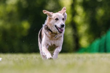 Sığır Köpeği Karışık Melez Köpek Yem Pisti Köpek Sporu