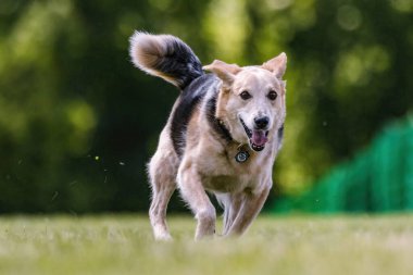 Sığır Köpeği Karışık Melez Köpek Yem Pisti Köpek Sporu