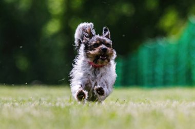 Teriyer Melez Köpek Yem Pisti Köpek Sporu