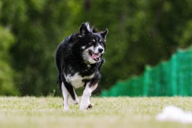 Husky Malamute Karışık Melez Köpek Yem Pisti Köpek Sporu