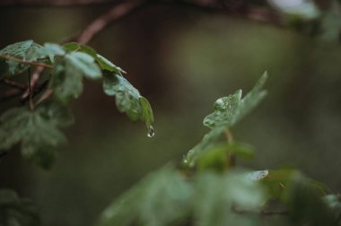 Yağmurlu bir günde sakin bir ormanda yeşil yapraklara tutunan yağmur damlaları