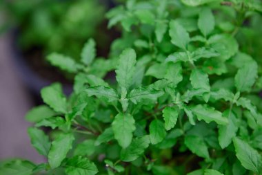 Sebze bahçesindeki kutsal fesleğen yaprakları