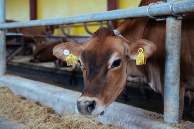 Etiketlenmiş bir süt ineğinin yakın çekimi.