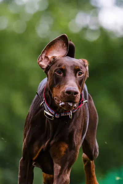 stock image Liver Brown Doberman Running Lure Course Dog Sport