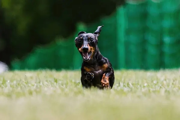 stock image Black and Tan Dachshund Running Lure Course Dog Sport