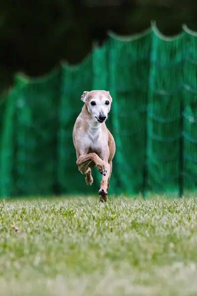 stock image Italian Greyhound Iggy Sighthound Running Lure Course Dog Sport