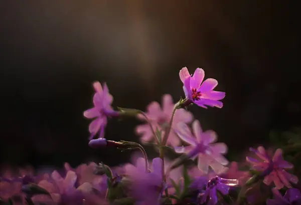 stock image Vibrant pink phlox in warm sunlight