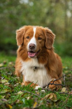 Bir köpeğin ormanında portre