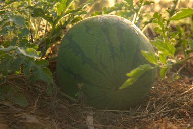 Sebze tarlasında büyüyen karpuz.