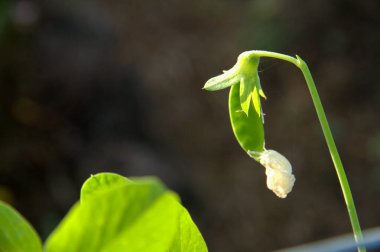 Snow pea growing in a garden clipart