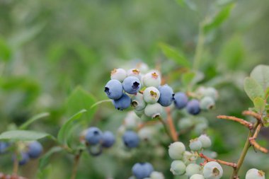 Sarmaşıkta olgunlaşan mor ve yeşil yaban mersinleri.