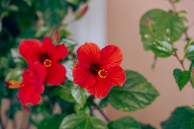 Sarı merkezli iki kırmızı çiçek.