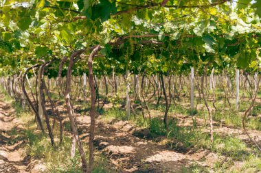 Bir sürü üzüm bağı ve bir sürü yeşil yaprağı olan bir bağ.