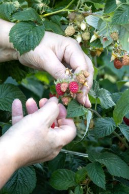 Yapraklarla çevrili bir çalıdan olgun ahududu toplayan eller.