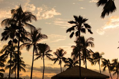 Hawaii 'de gün batımında, bulutlu bir gökyüzünün altında siluetli palmiye ağaçları.