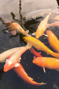 Koi fish swimming in a pond with reflections on the water's surf clipart