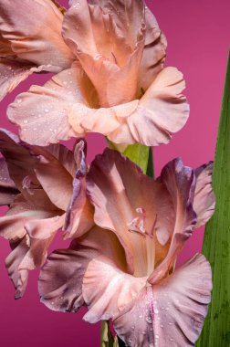 Pembe arka planda çiçek açan gladiolus çikolatası