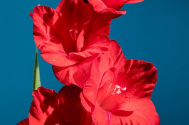 Mavi arka planda çiçek açan kırmızı gladiolus Oscar 'ı