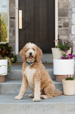 Curly-haired dog sitting on steps with potted plants and dark door clipart