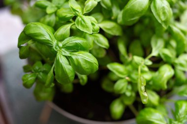 Taze fesleğen yaprakları gün ışığında tencerede büyüyor.