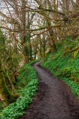 Path Through the Scottish Rainforest clipart