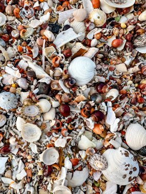 Sahildeki deniz kabuklarını kapatın.