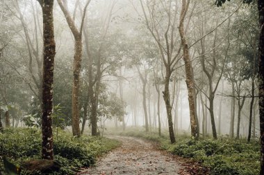 Phuket 'teki Serene Plastik Ağaç Çiftliği' nden Puslu Yol